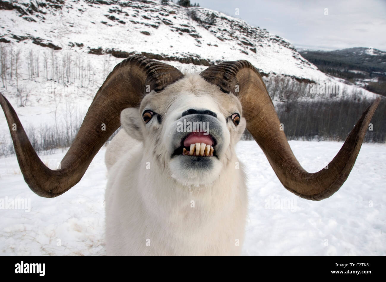 Close up of male Dall Territoire du Yukon, Canada au cours de l'hiver Banque D'Images