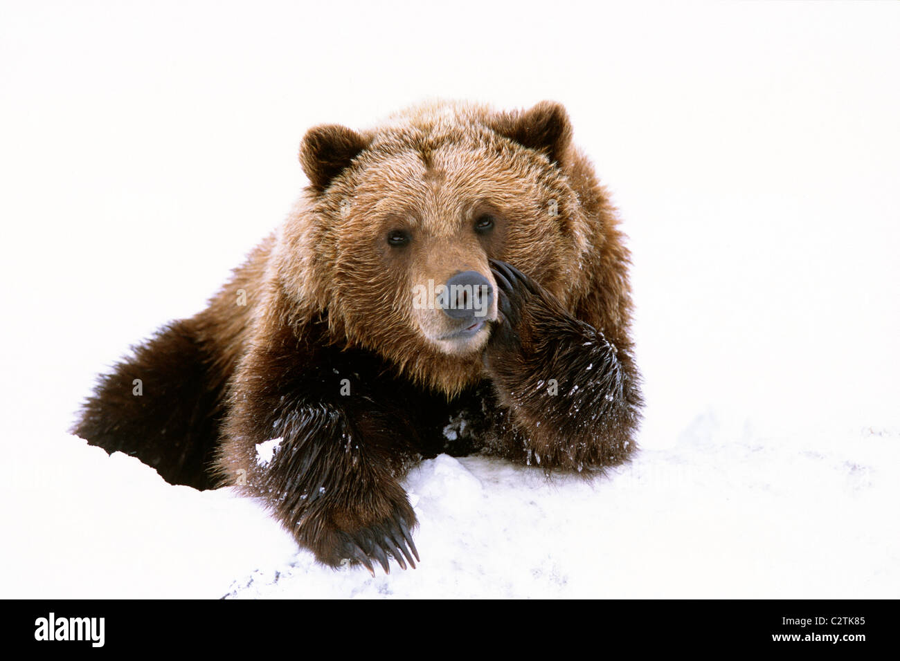 De Grizzly paw tout en jetant dans la neige à l'Alaska Wildlife Conservation Center en Alaska pendant le printemps Banque D'Images
