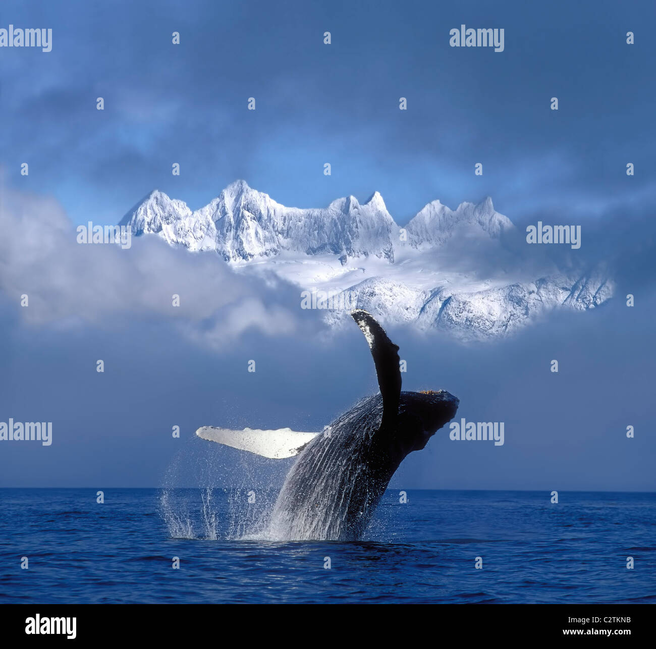 Baleine à bosse les brèches dans le brouillard de compensation SE AK Printemps w/Mendenhall Towers composite d'arrière-plan Banque D'Images
