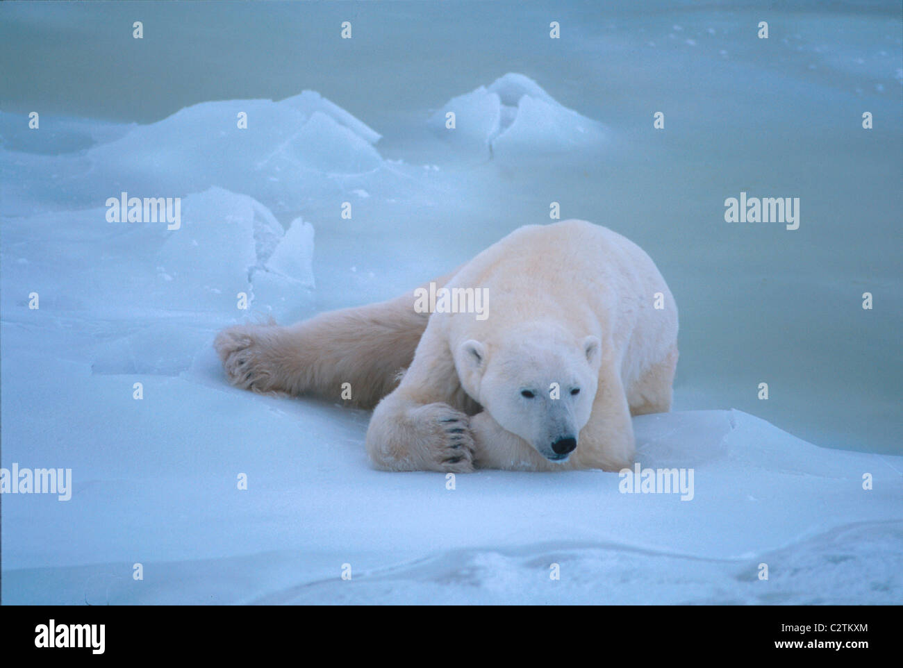 Ours polaire couché Cape Churchill Manitoba Canada portrait d'hiver Banque D'Images