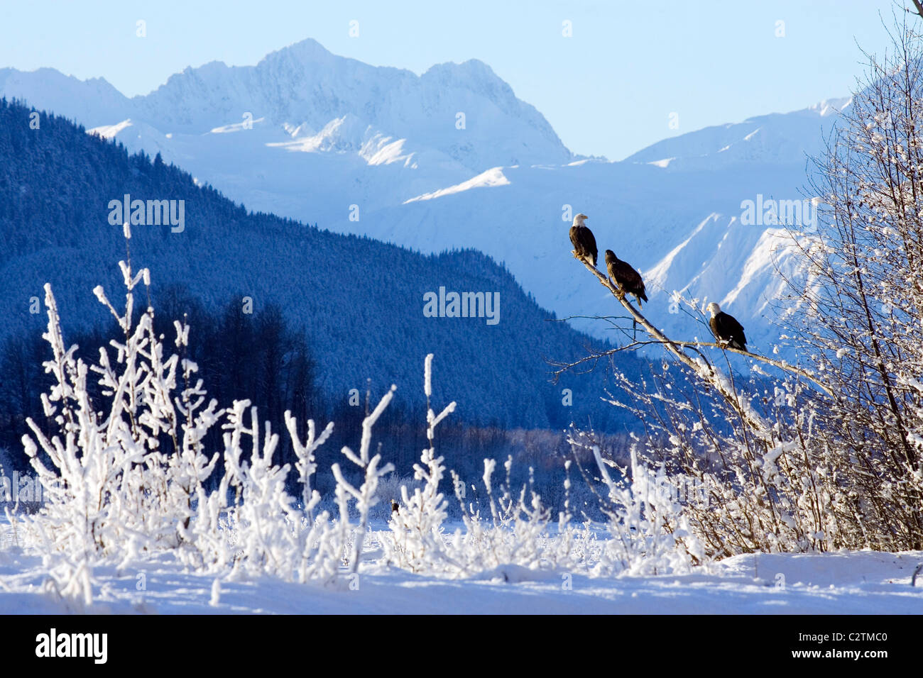 Le pygargue à tête blanche perchée dans l'arbre w/Takhinsha Montagnes Chilkat Bald Eagle Preserve le sud-est de Haines AK Winter Banque D'Images