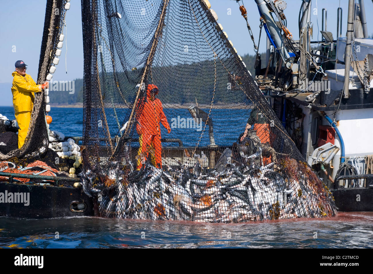 Les pêcheurs commerciaux à bord des bateaux senneurs en filet plein de Saumons roses Chatham tout droit du sud-est de l'Alaska Banque D'Images