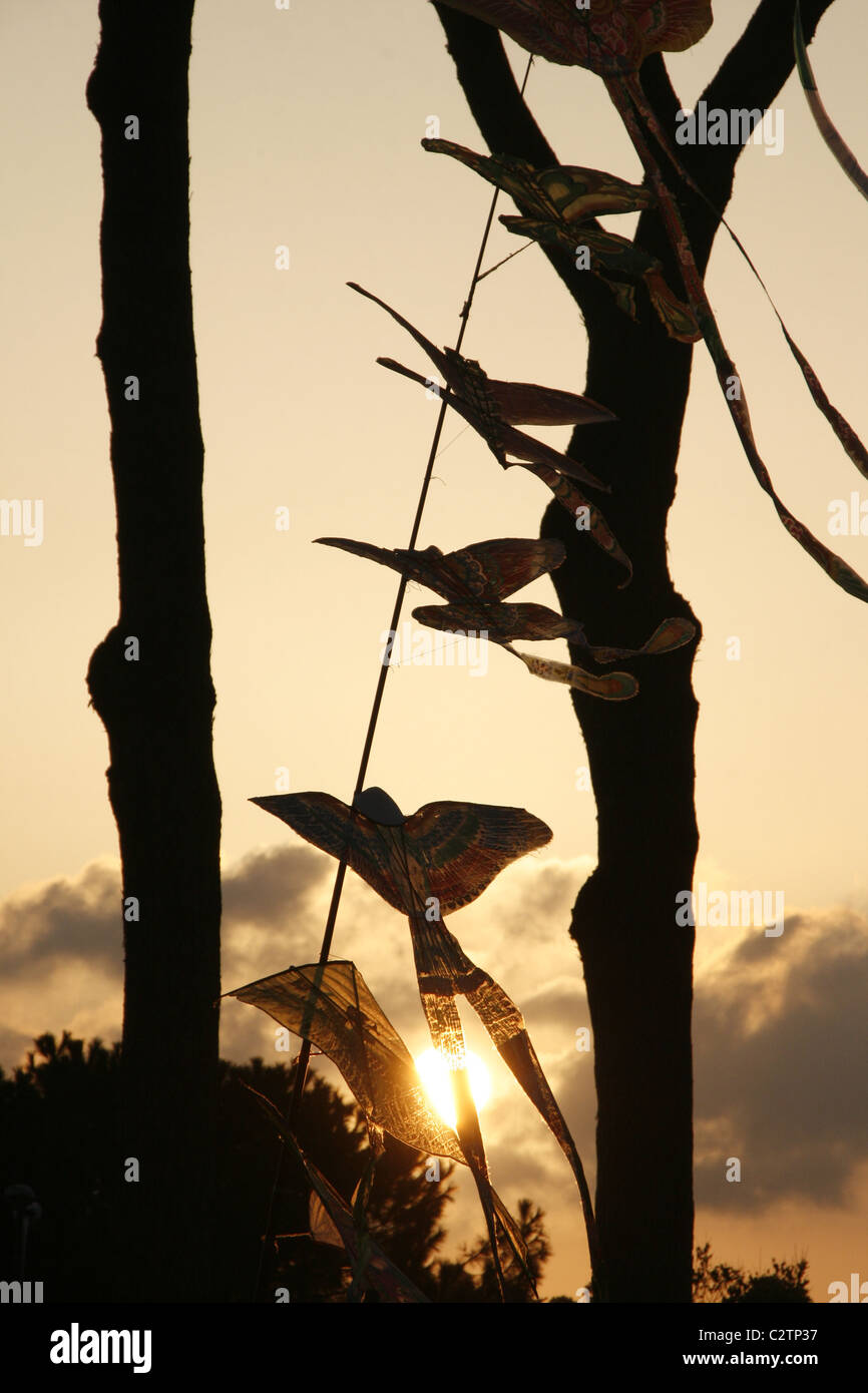 Une sélection de kites pour vendre en parc avec des arbres au coucher du soleil Banque D'Images