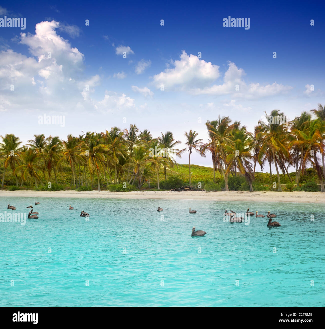 Pelican Beach turquoise des Caraïbes sur la mer tropicale au Mexique Banque D'Images