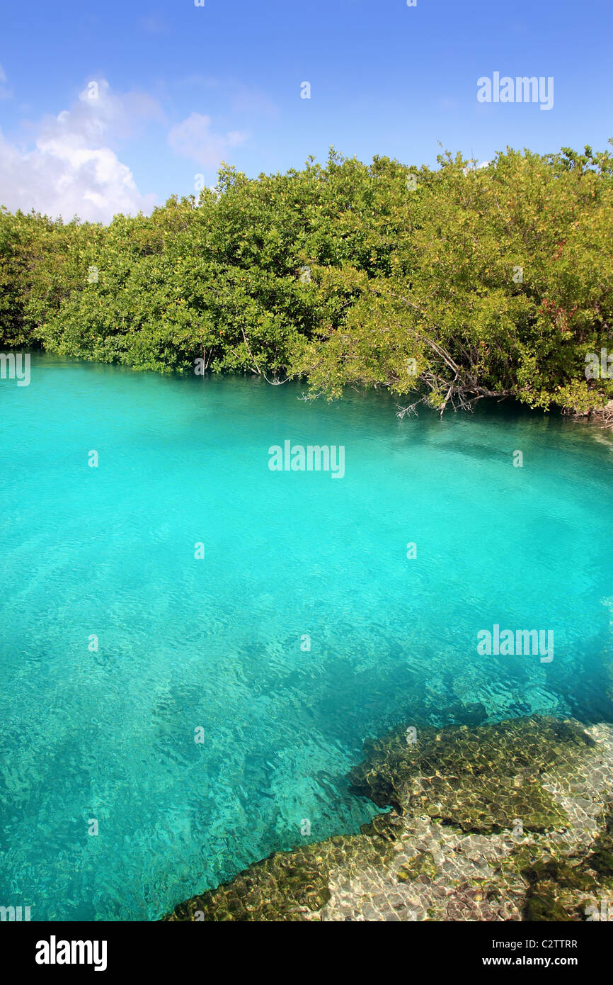 Eau turquoise mangrove cenote Riviera Maya Mexique Banque D'Images