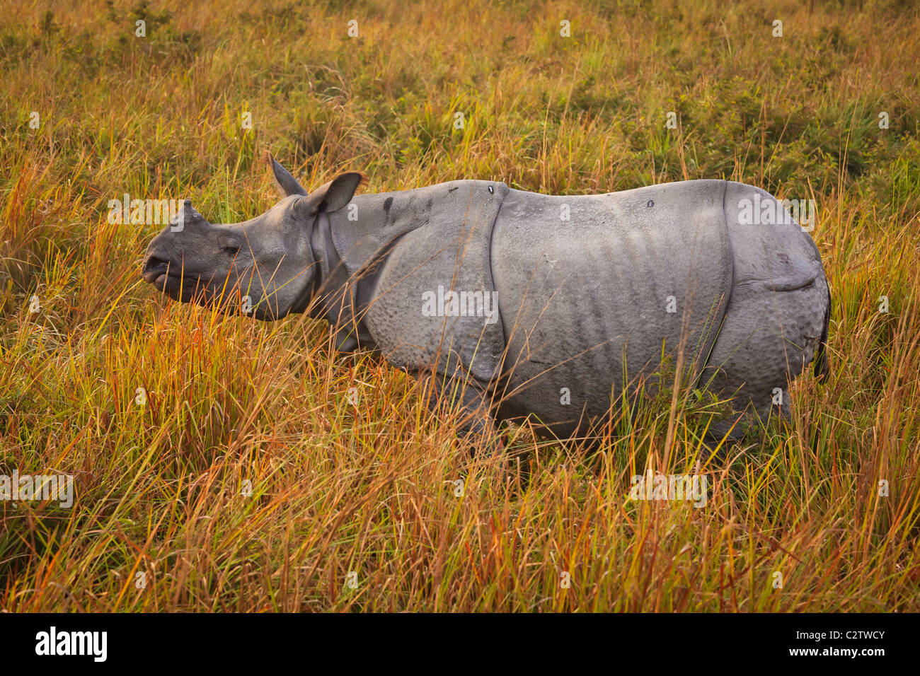 Le rhinocéros indien (Rhinoceros unicornis) au parc national de Kaziranga, Assam, Inde Banque D'Images