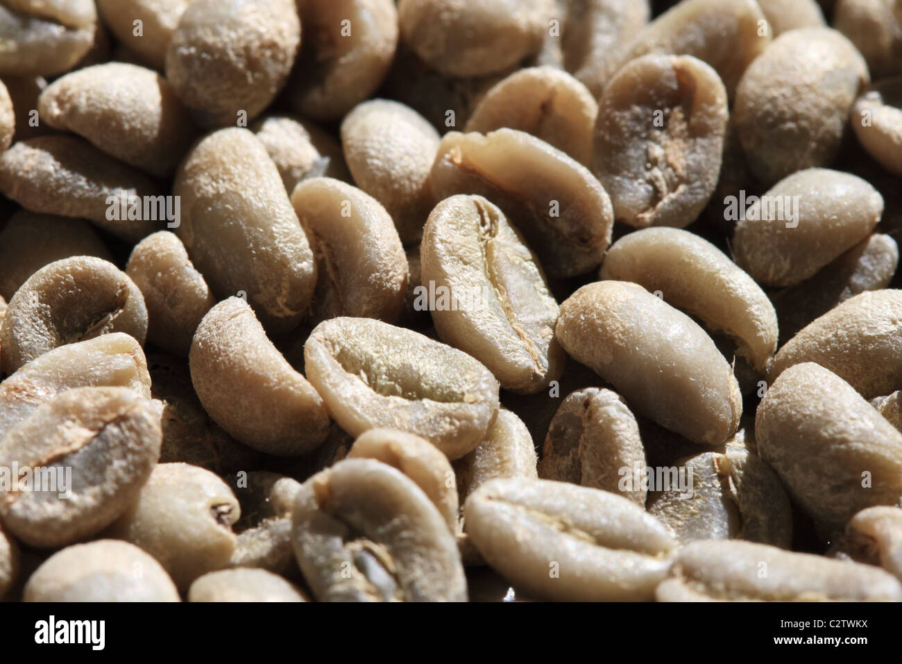 Grain de café vert macro à un angle avec selective focus Banque D'Images
