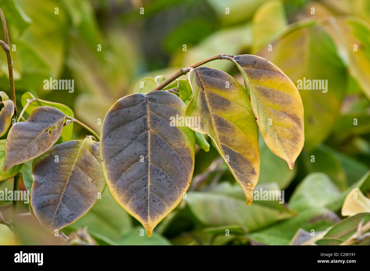 Le poison du poisson Vine : Dalbergia ecastaphyllum. En Floride, aux États-Unis. Également connu sous le coin de vigne. Utilisé par les Amérindiens pour la capture de poissons Banque D'Images