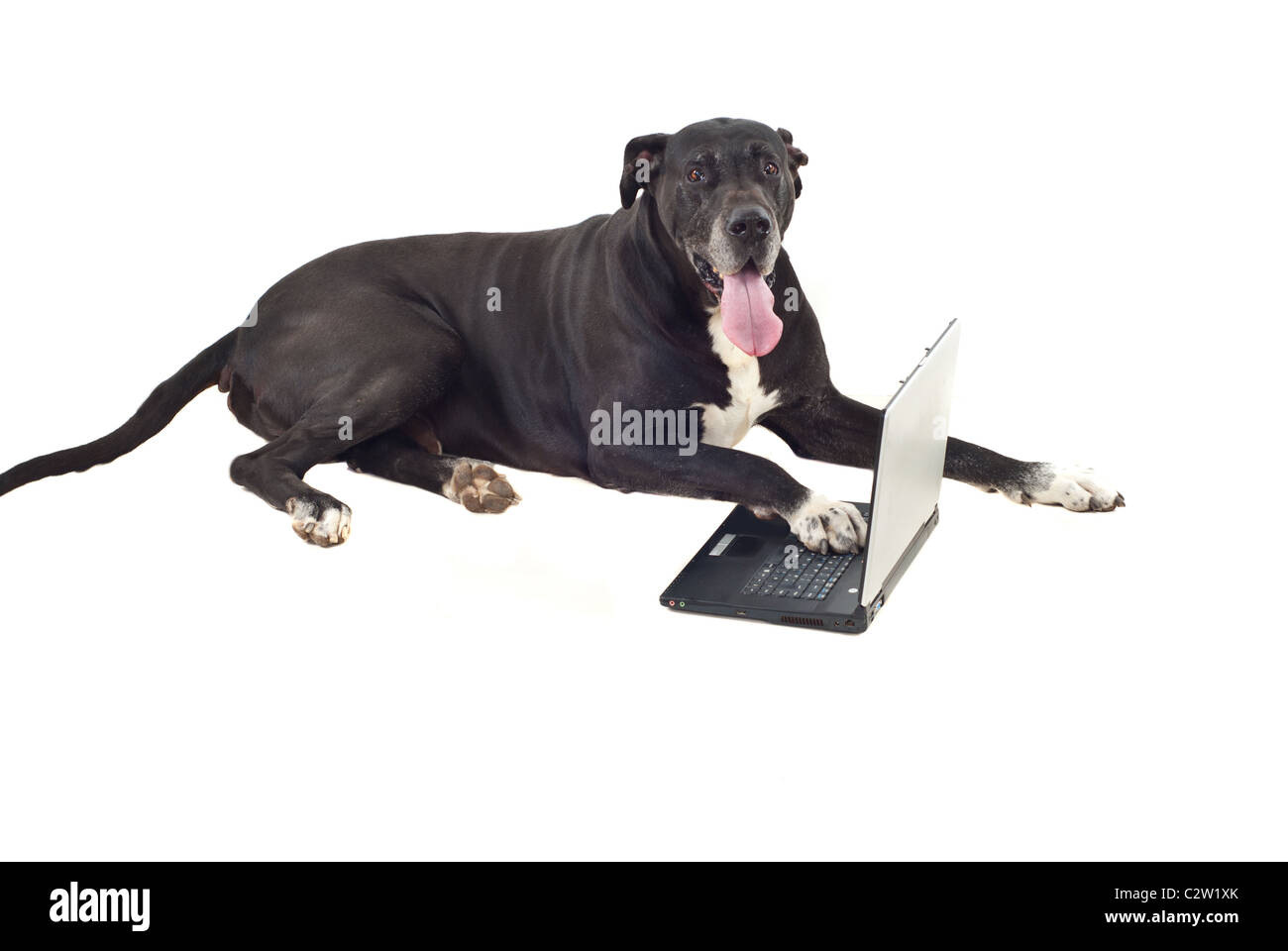 Cute dog allemand chien couché et tenant sa patte sur ordinateur portable isolé sur fond blanc Banque D'Images