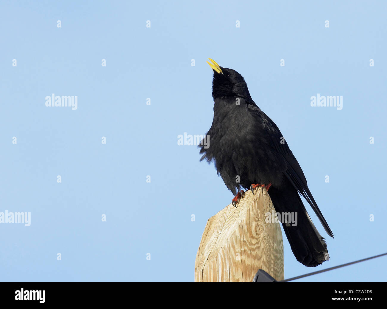 Crave à bec jaune, Alpine Chough (Pyrrhocorax graculus) chantant à partir d'un poste en bois. Banque D'Images