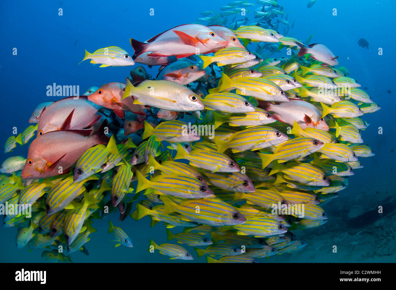 Bluestripe scolarisation vivaneaux, Lutjanus kasmira et le rorqual à bosse, Snapper Lutjanus gibbus, la baie de Sodwana, Afrique du Sud Banque D'Images
