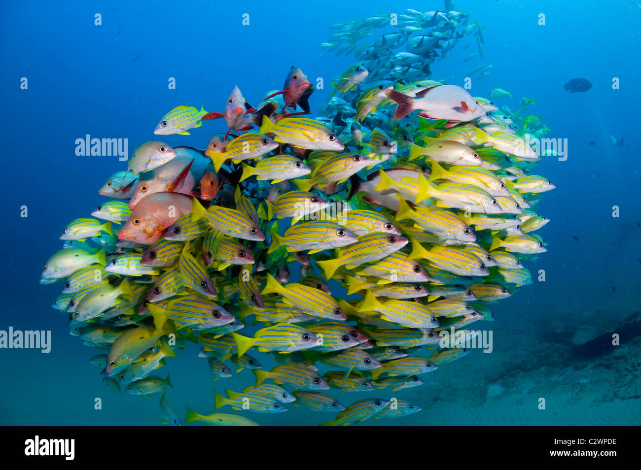 Bluestripe scolarisation vivaneaux, Lutjanus kasmira et le rorqual à bosse, Snapper Lutjanus gibbus, la baie de Sodwana, Afrique du Sud Banque D'Images