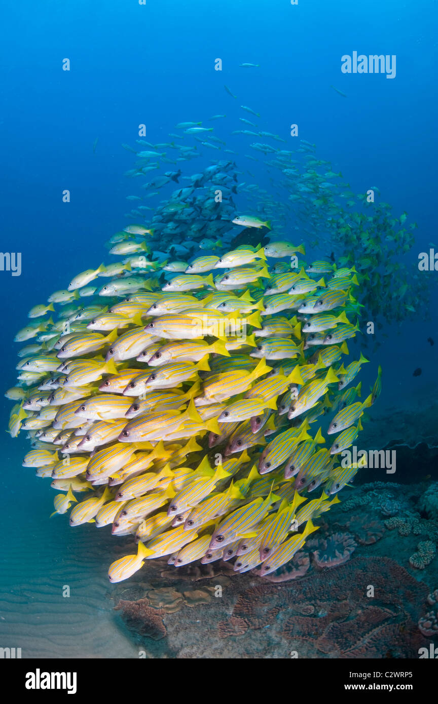 Bluestripe scolarisation vivaneaux, Lutjanus kasmira, la baie de Sodwana, Afrique du Sud Banque D'Images