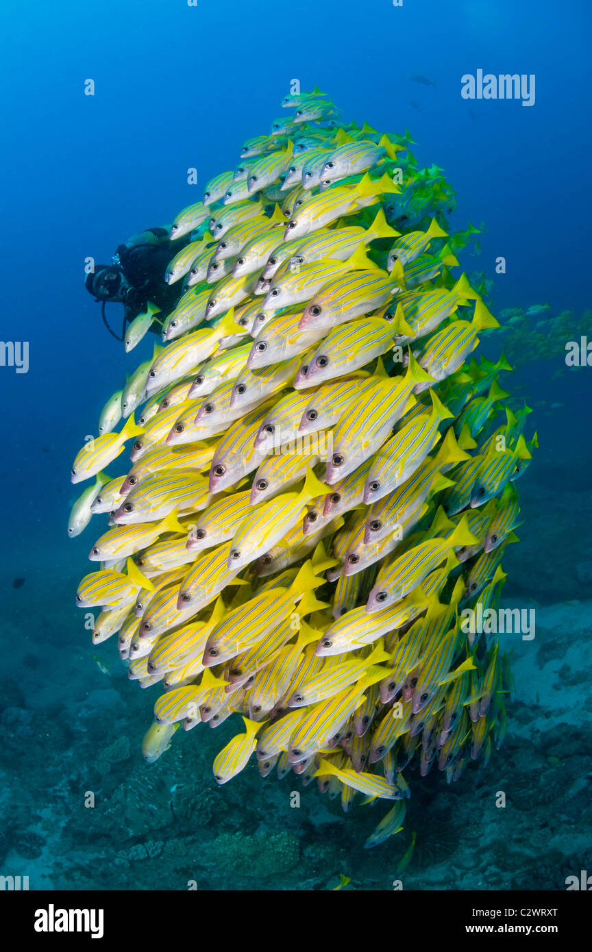 Bluestripe scolarisation vivaneaux, Lutjanus kasmira, la baie de Sodwana, Afrique du Sud Banque D'Images