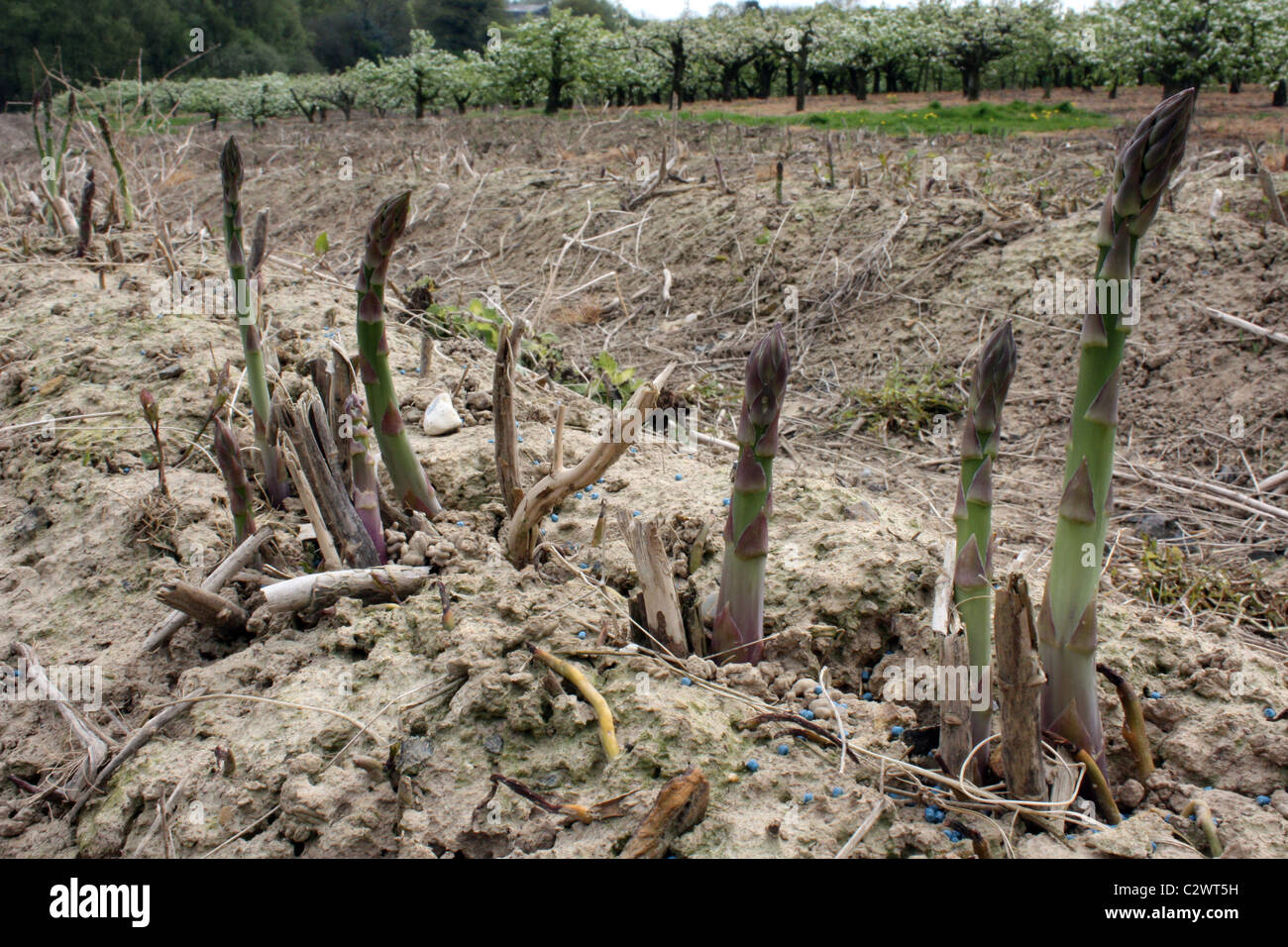 Champ d'asperges East Sussex England Banque D'Images