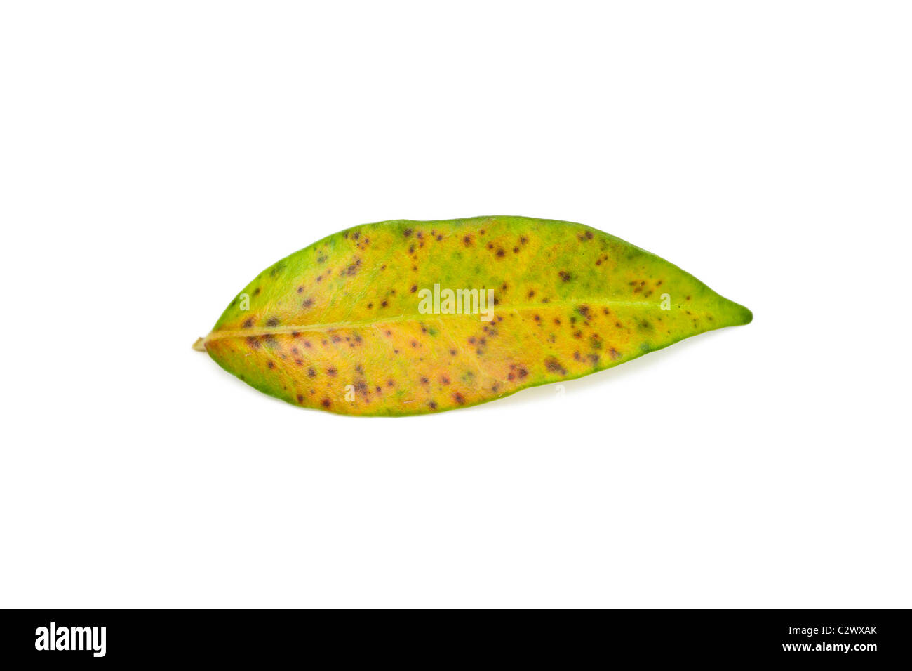 Maladie De La Rouille Banque d'images détourées Alamy — free download