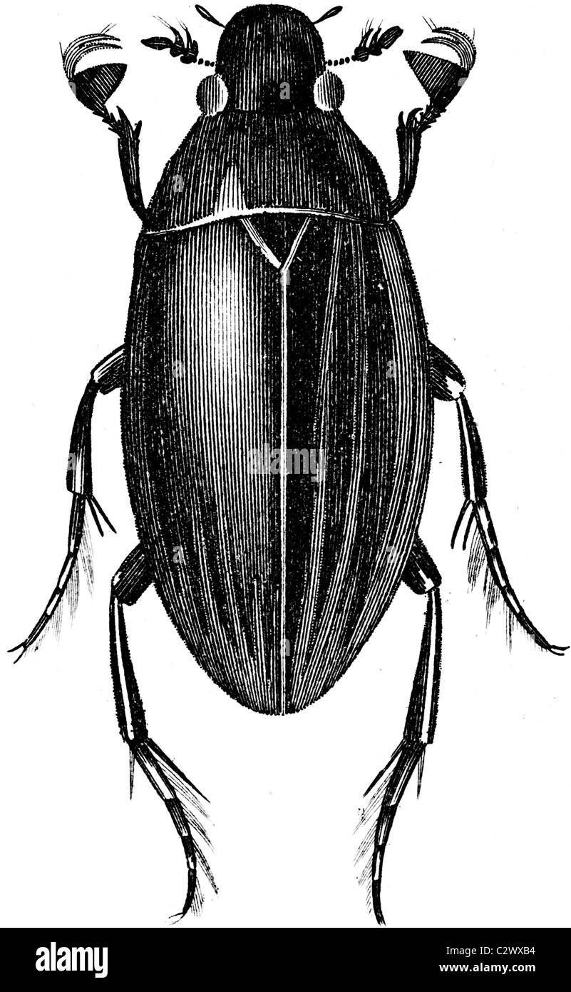 19ème siècle illustration de livre, prises à partir de la 9e édition (1875) de l'Encyclopédie Britannique, de l'eau noir Beetle Banque D'Images