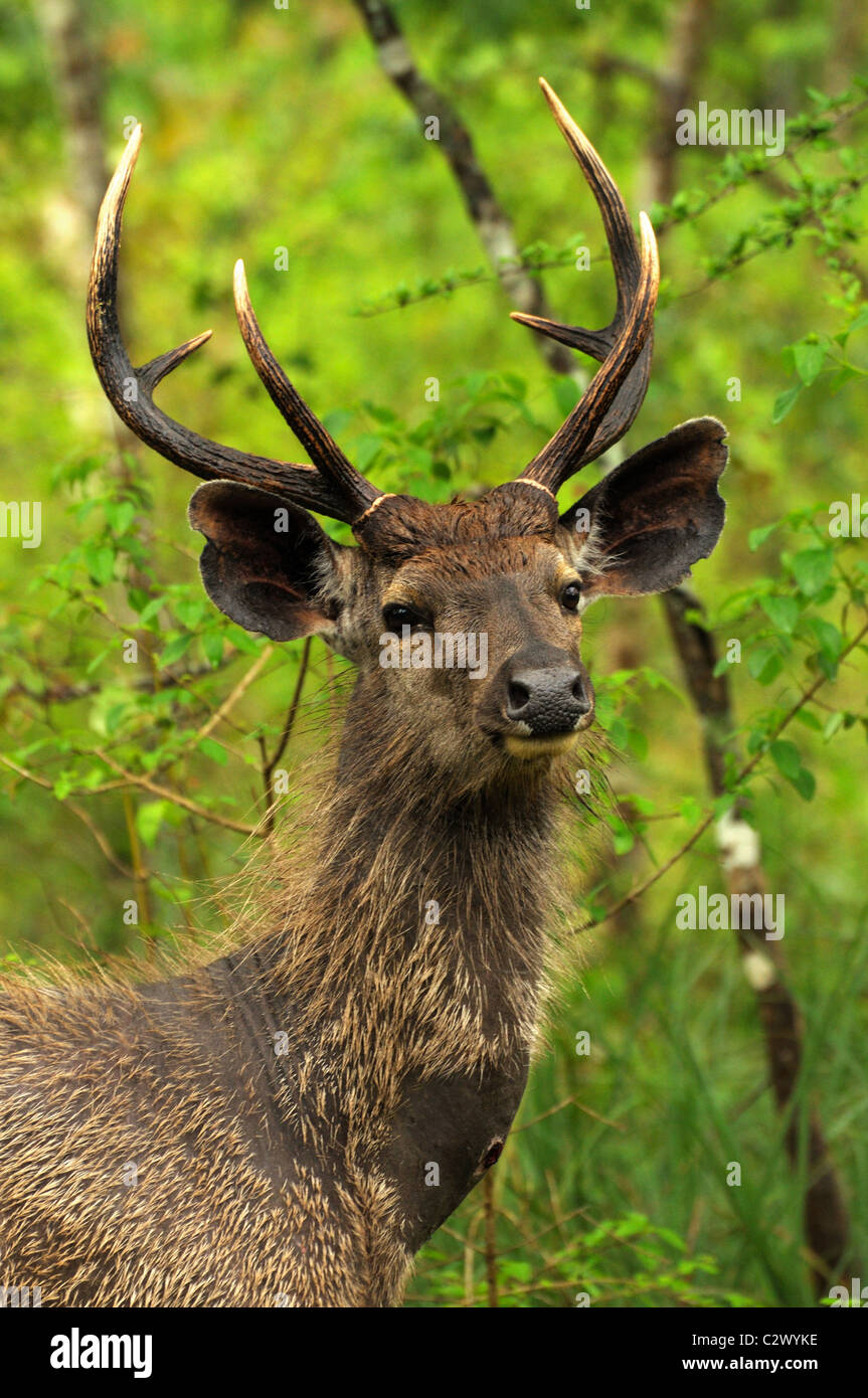 Cerf Rusa Sambar juvénile (unicolor) Banque D'Images