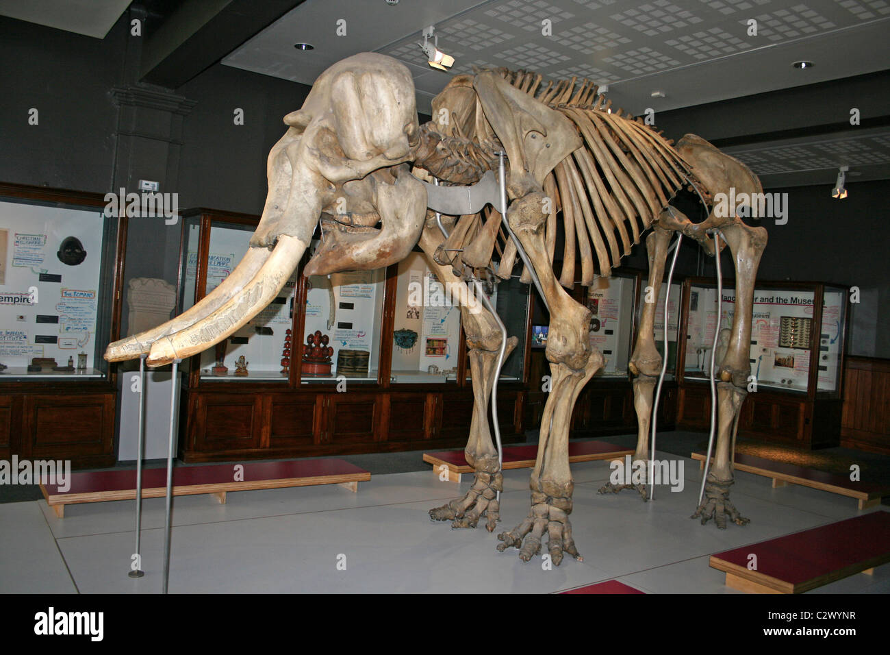 Squelette d'un éléphant asiatique mâle appelé Maharadjah anciennement de Belle Vue des jardins zoologiques, Manchester, UK Banque D'Images