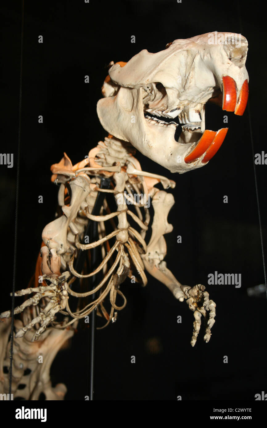 Squelette de Castor Castor canadensis Banque D'Images