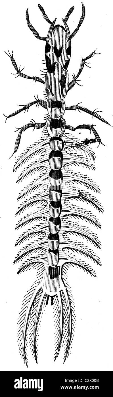 19ème siècle illustration de livre, prises à partir de la 9e édition (1875) de l'Encyclopédie Britannique, de larve de coléoptère Whirligig Banque D'Images