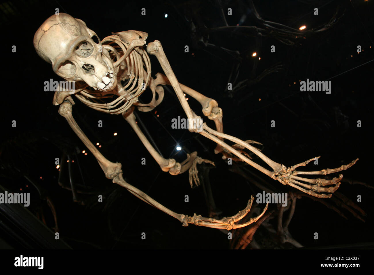 Squelette de chimpanzé Pan troglodytes Banque D'Images
