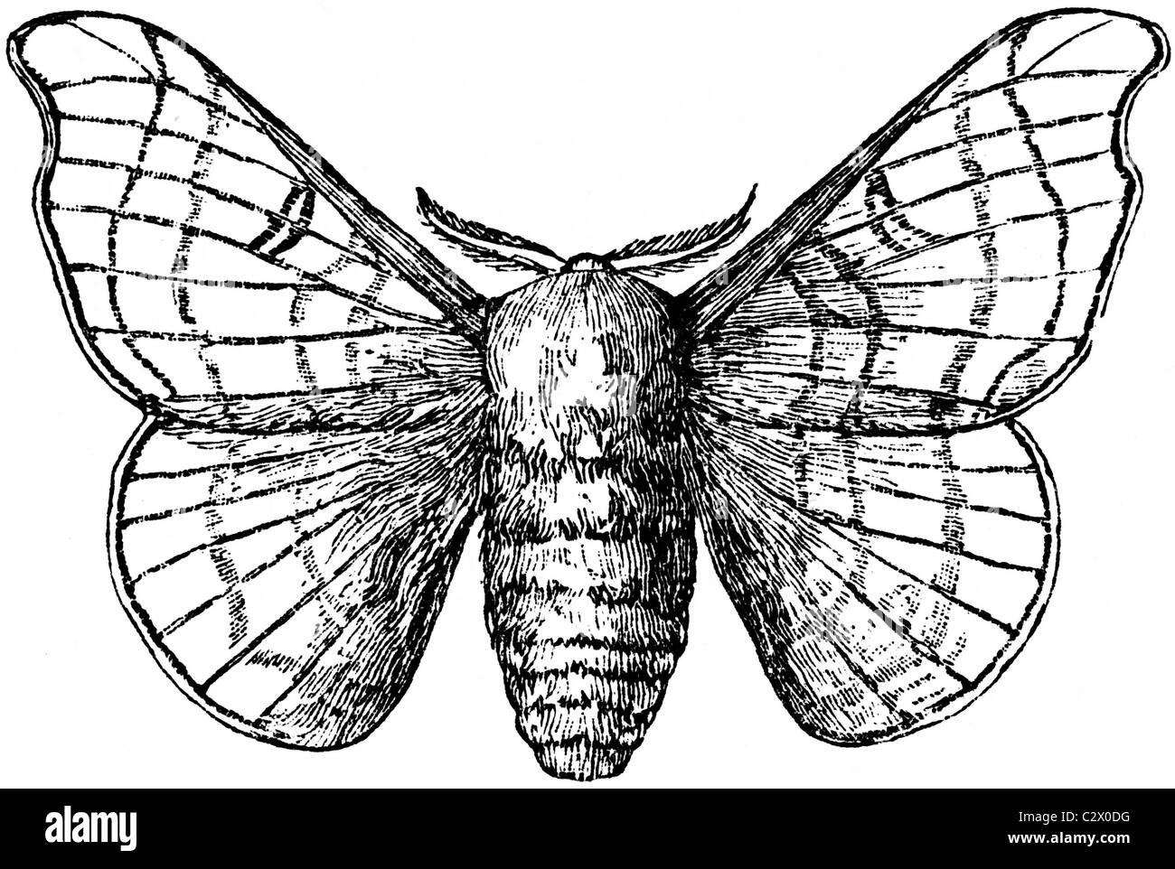 19ème siècle illustration de livre, prises à partir de la 9e édition (1875) de l'Encyclopédie Britannique, de graines de Banque D'Images