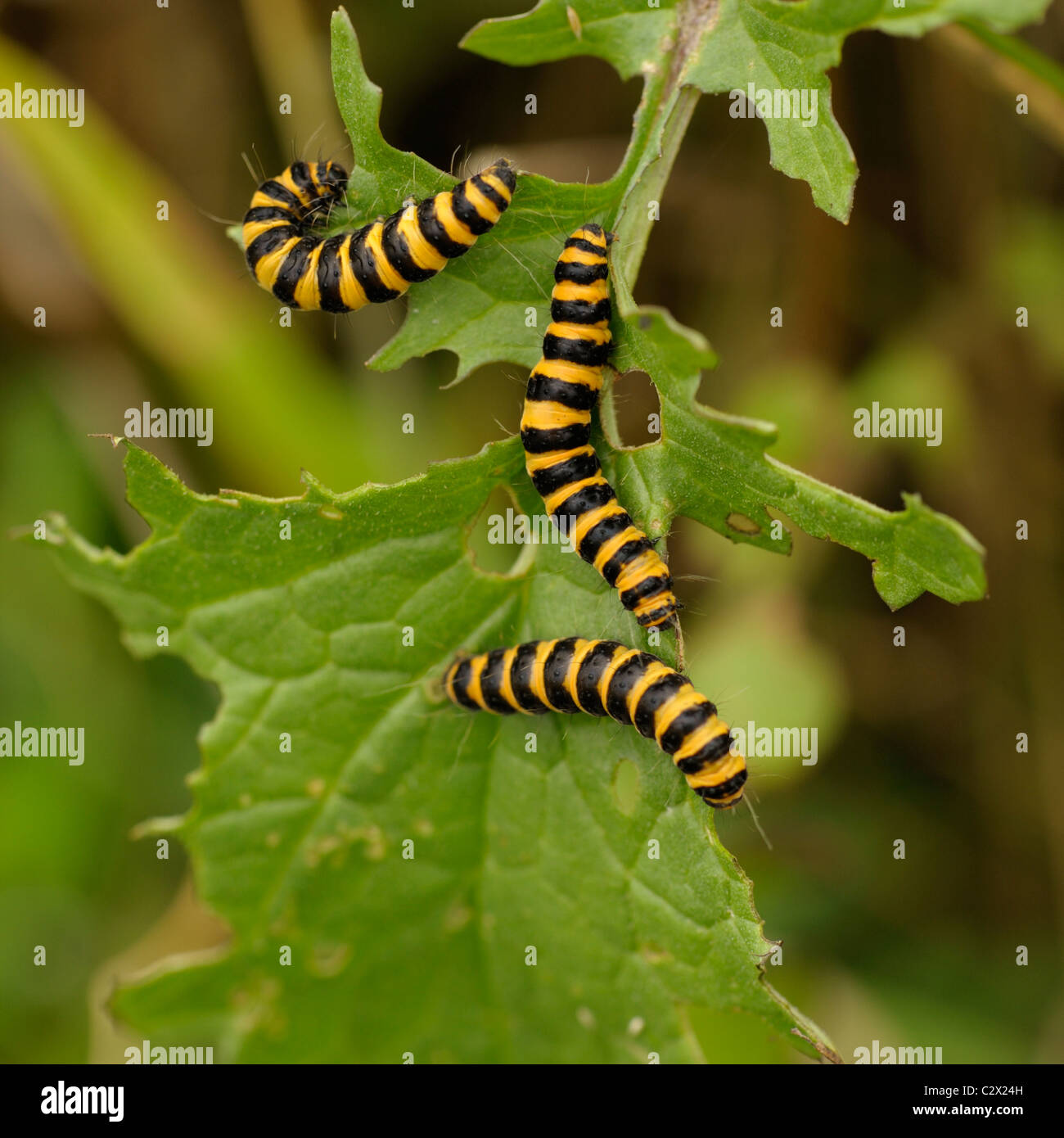 Espèce de cinabre (caterpillar), Tyria jacobaeae Banque D'Images