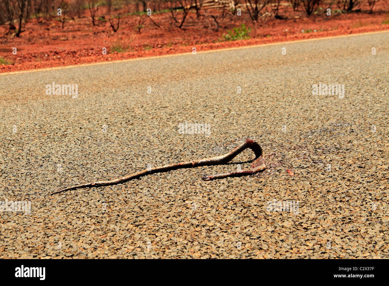 Serpent écrasé morts sur l'autoroute, Pilbara, Australie du nord-ouest Banque D'Images