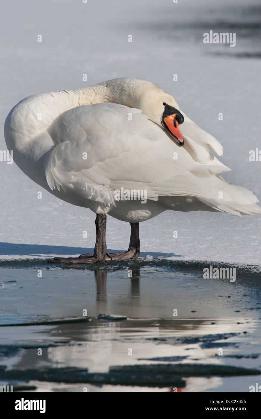 Cygne muet sur la glace permanent Banque D'Images