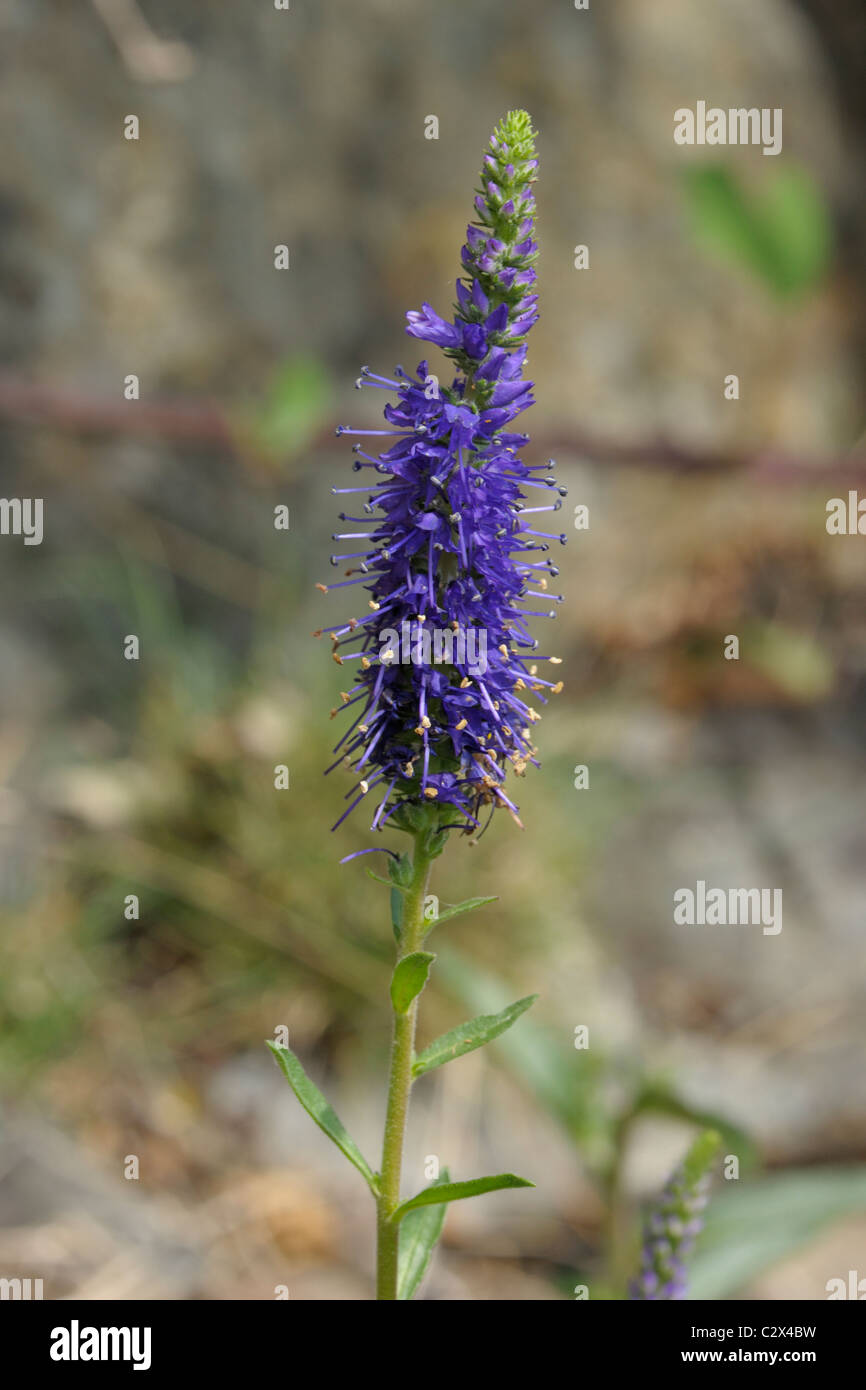 Véronique, Veronica spicata dopés Banque D'Images