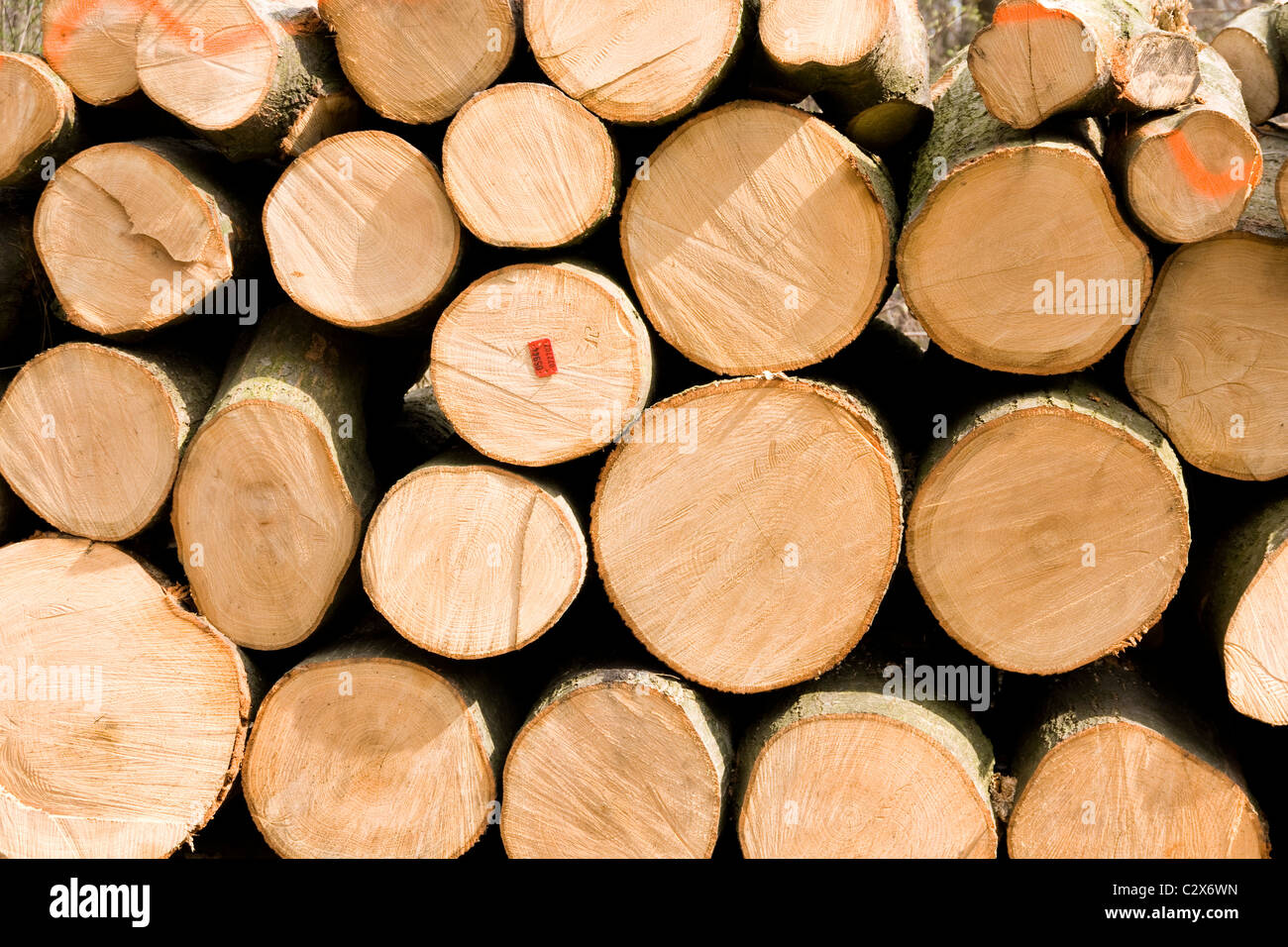 Granulés de bois entassés dans la forêt Banque D'Images