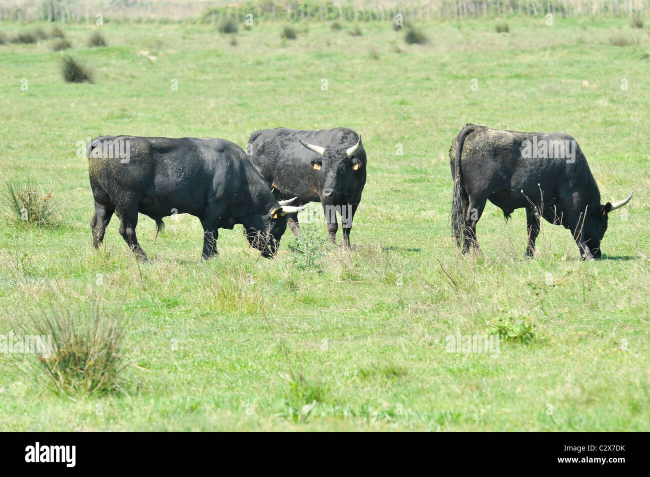 Les jeunes taureaux élevés pour la tauromachie le pâturage dans la Camargue Banque D'Images