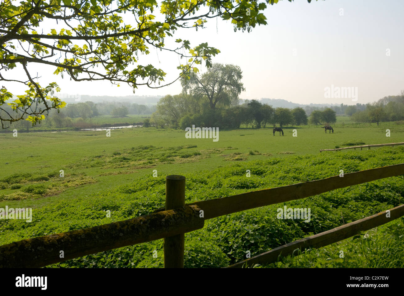 Les chevaux au pâturage dans la pittoresque Vallée d'essai, Longstock, Hampshire, Royaume-Uni Banque D'Images