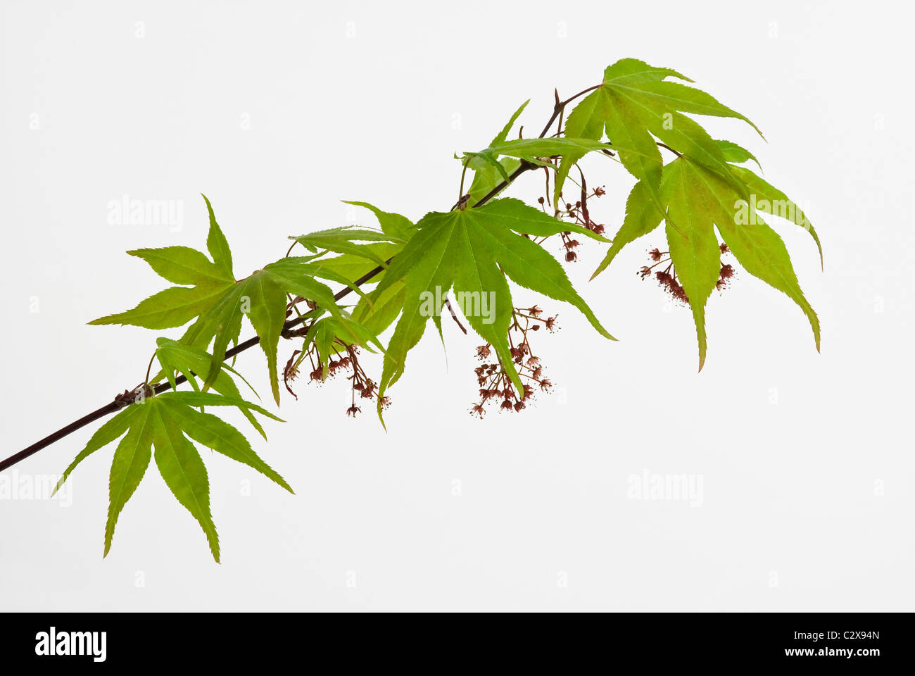 Acer palmatum 'Osakazuki' - érable japonais Banque D'Images