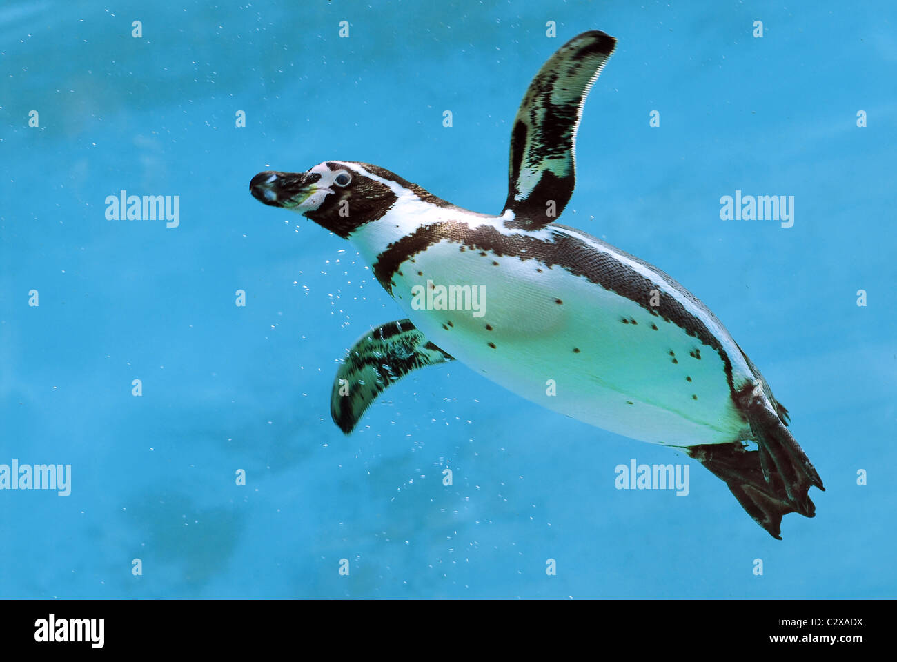 Manchot de Humboldt (Spheniscus humboldti) nager sous l'eau bleue Banque D'Images