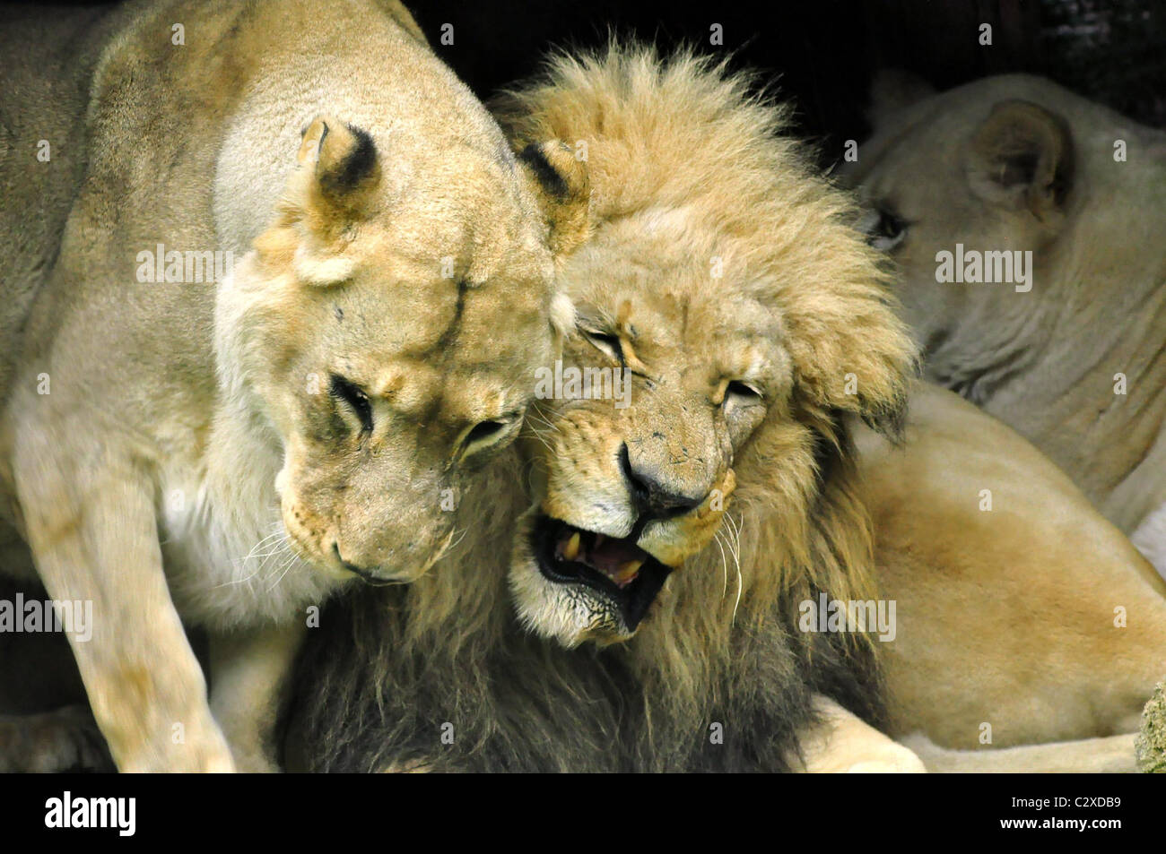 Plan d'un lion mâle et femelle Banque D'Images