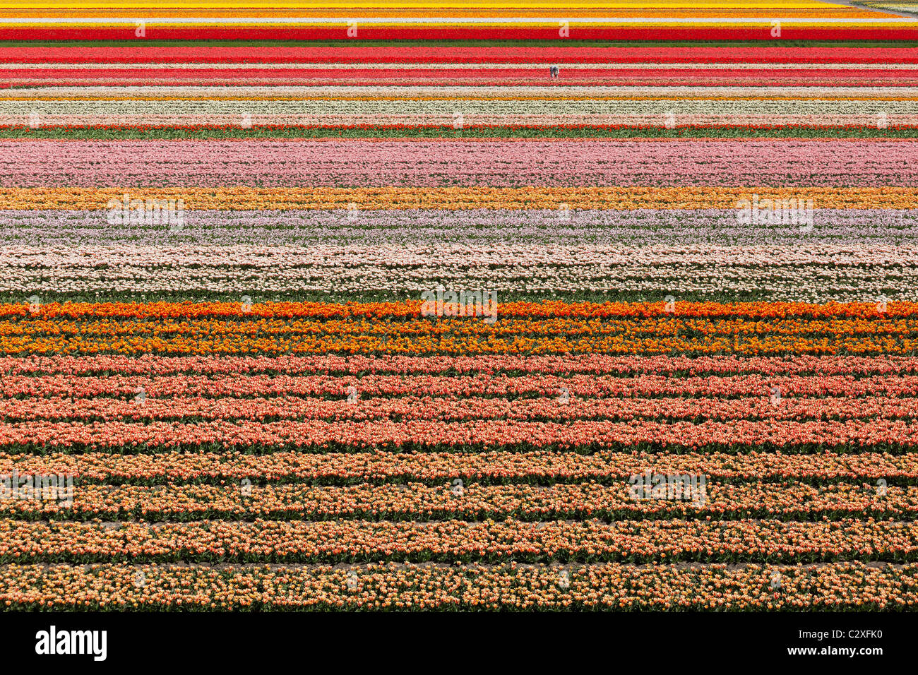 Les agriculteurs néerlandais tulip (tiny speck) à l'œuvre dans ses champs près du jardin de fleurs Keukenhof de lisse, en Hollande, aux Pays-Bas. Banque D'Images