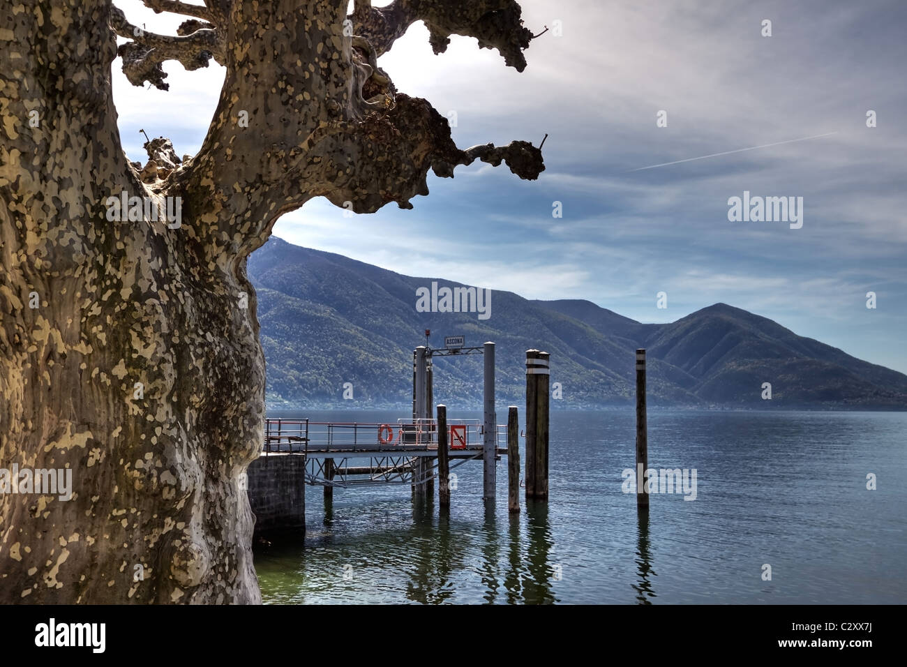 Sycomores à Ascona - Tessin Banque D'Images