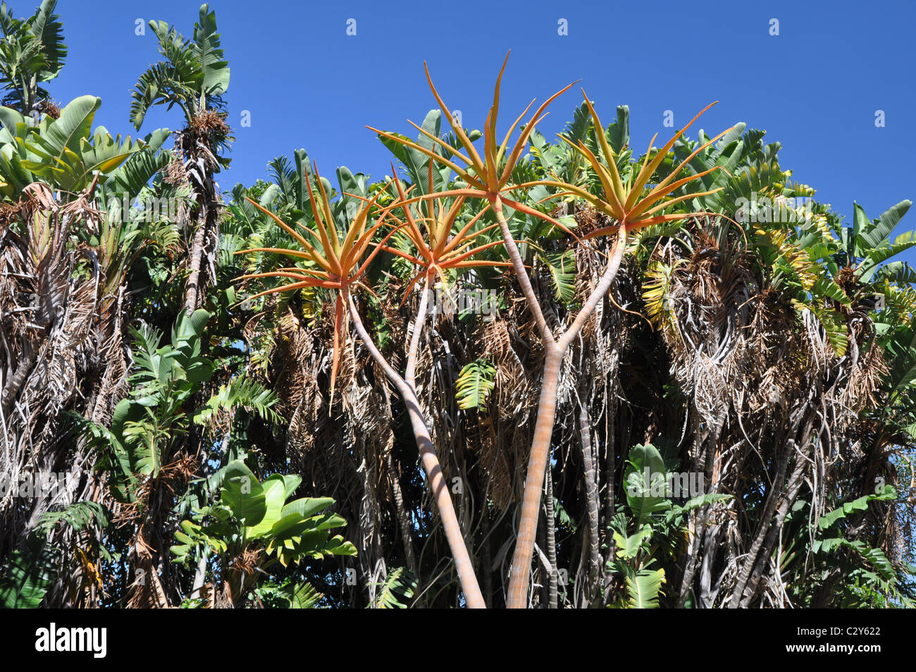 Chute de Kirstenbosch National Botanical Gardens, Cape Town Banque D'Images