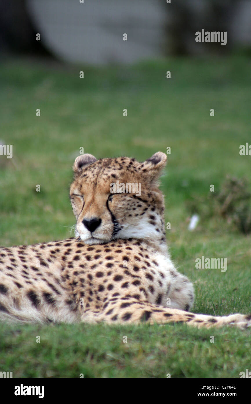 Cheetah à West Midlands Safari Park, Angleterre, Royaume-Uni Banque D'Images