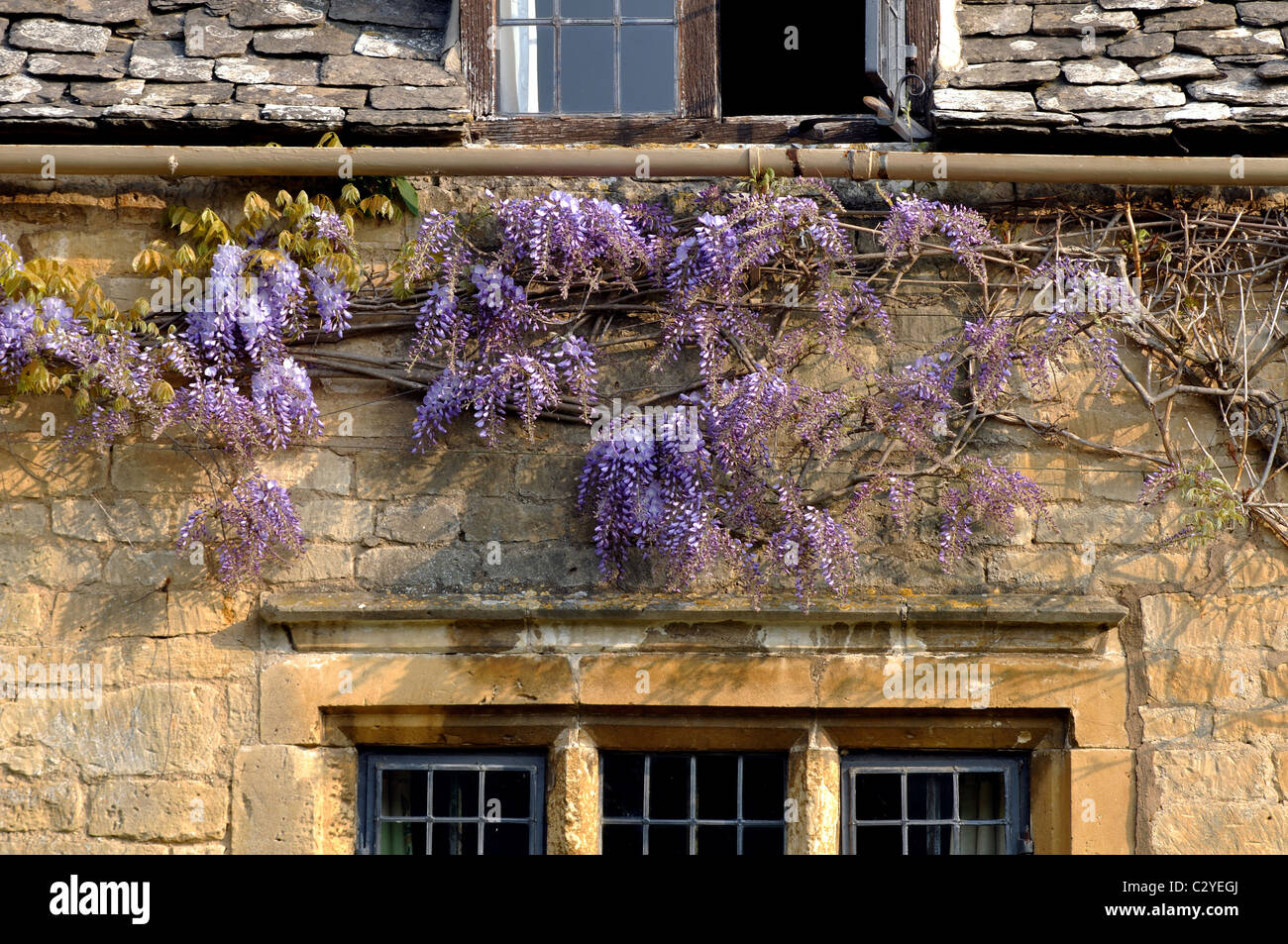 Wisteria sur Cotswold cottage, Chipping Campden, Gloucestershire, England, UK Banque D'Images