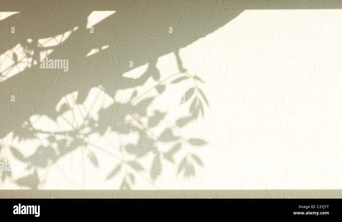 Ombres de glycine sur une fenêtre illuminée aveugle par le soleil Banque D'Images