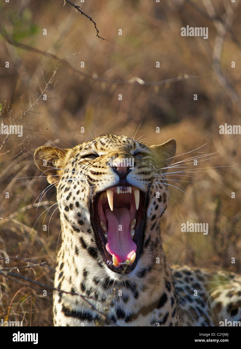 Un gros plan d'un léopard du bâillement, Ithala, Kwazulu-Natal, Afrique du Sud Banque D'Images