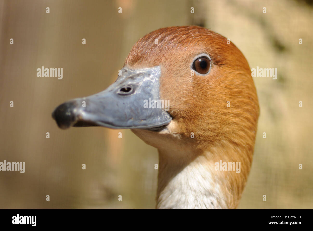 Un profil de l'arbre fauve canard. Banque D'Images