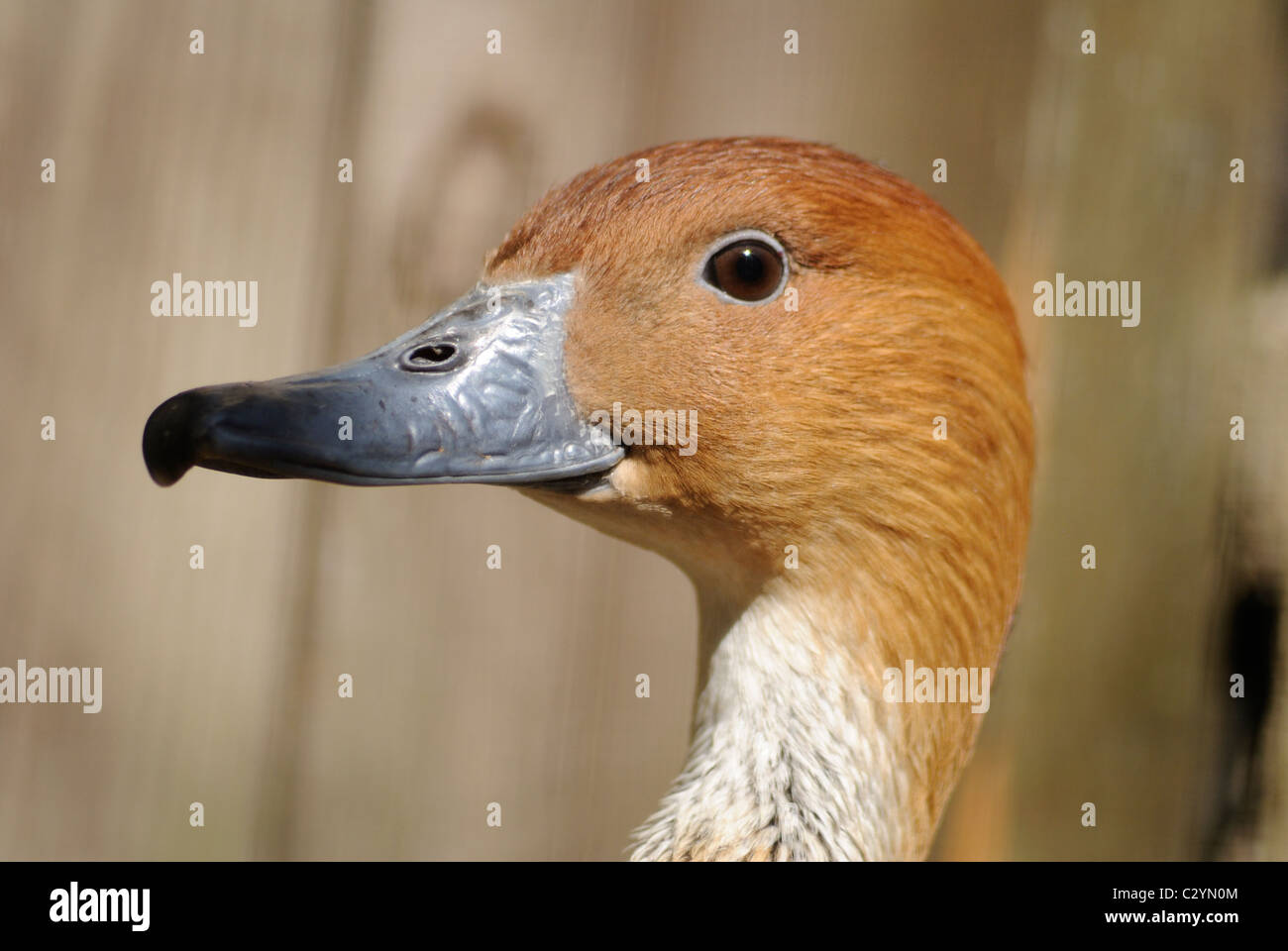 Un profil de l'arbre fauve canard. Banque D'Images