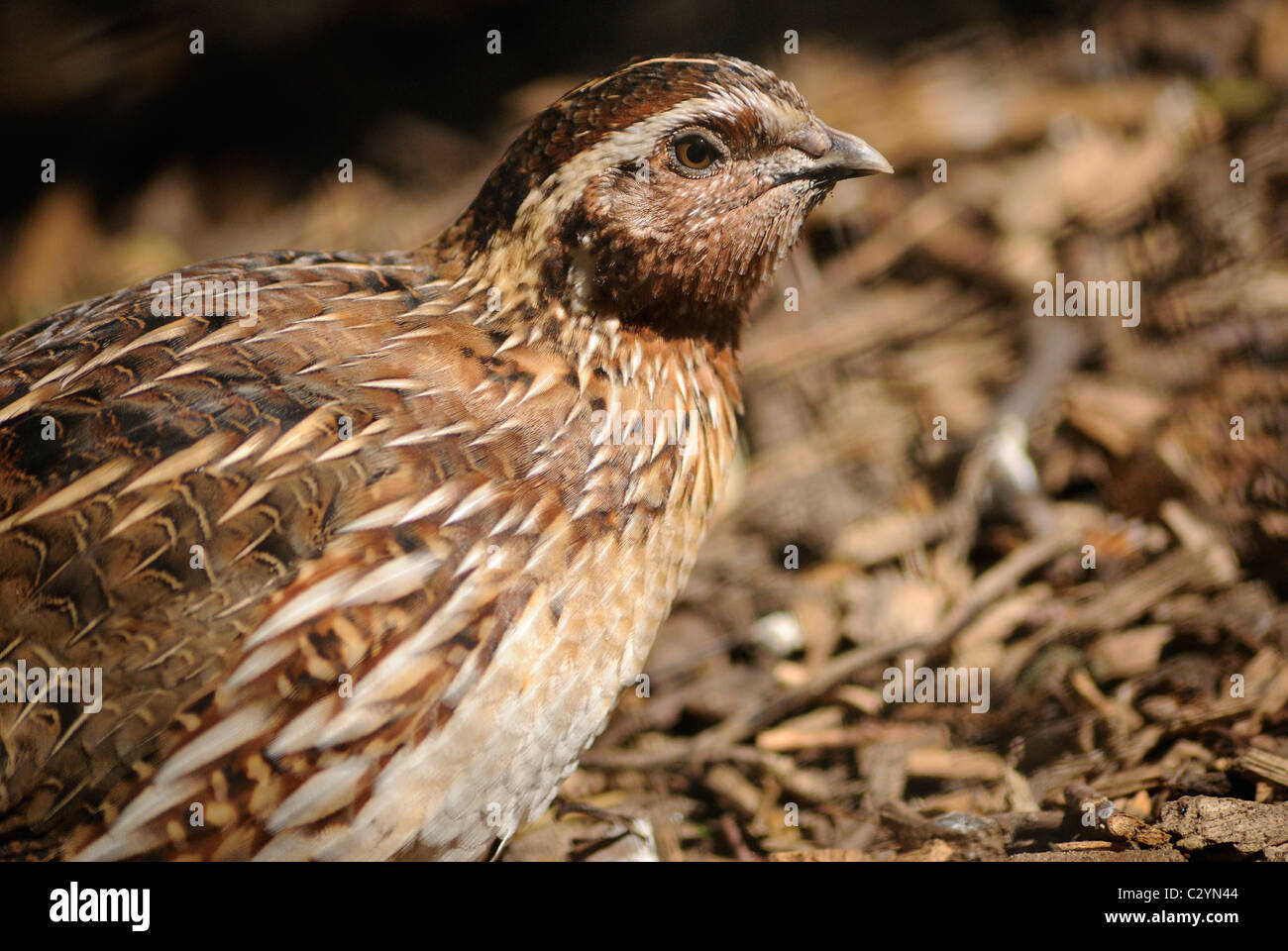 Tragopan de Temminck, femelle de couleur brun terne en harmonie avec ses environs ici. Banque D'Images