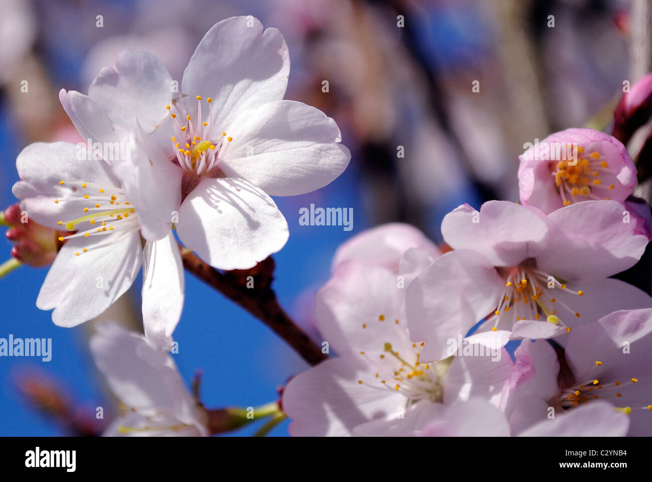 Close up de fleurs de cerisier sauvage. Banque D'Images