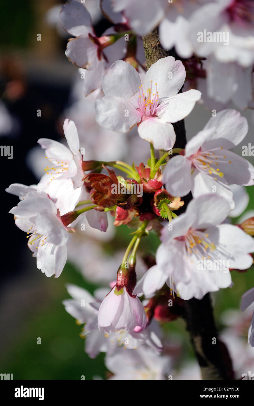 Close up de fleurs de cerisier sauvage. Banque D'Images