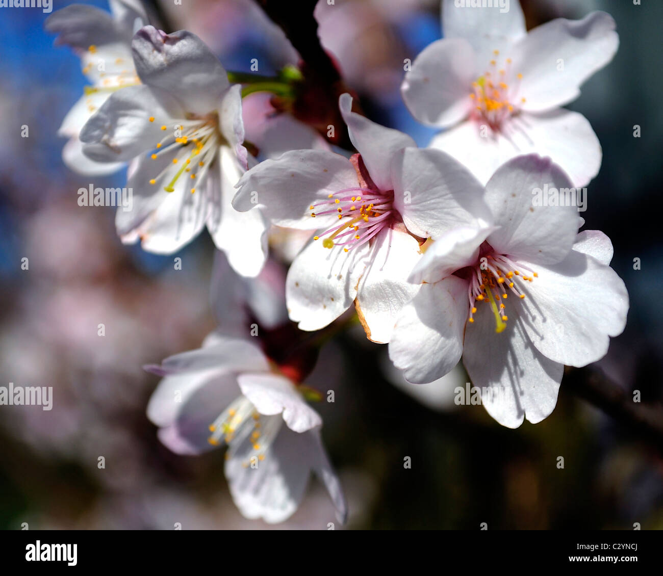 Close up de fleurs de cerisier sauvage. Banque D'Images
